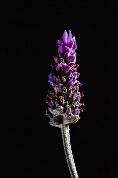 Extreme Close Seup Lavender Flower Black Background — стоковое фото