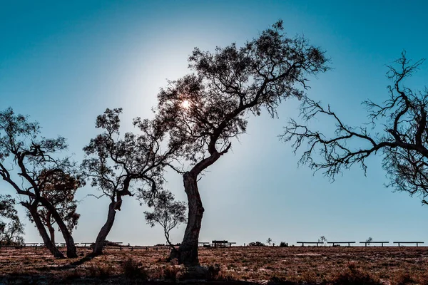 Sol Brilhando Através Árvores Sul Austrália — Fotografia de Stock