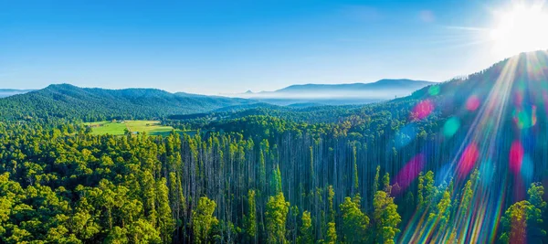 Původní Australský Les Zotavuje Lesních Požárů Vzdušná Panoramatická Krajina — Stock fotografie