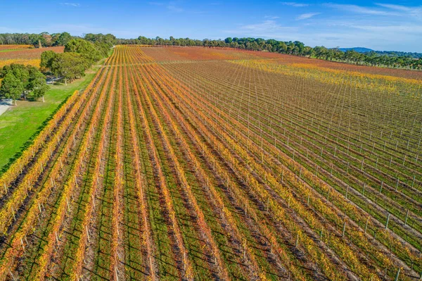 Prachtige Wijnmakerij Herfst Mornington Peninsula Melbourne Australië — Stockfoto