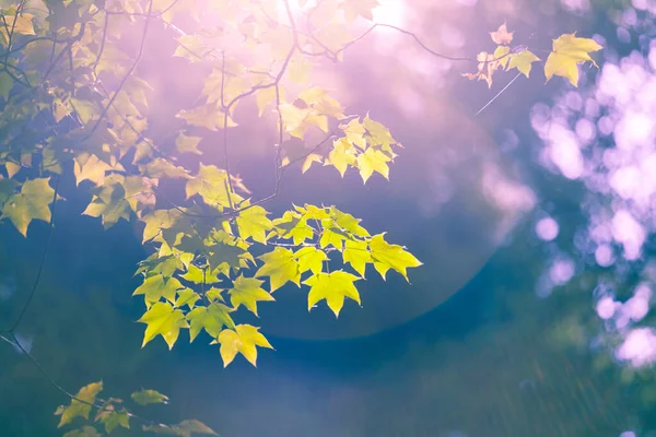 阳光在枫叶上闪耀 秋季主题 — 图库照片