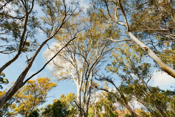 Menatap Pohon Pohon Kayu Putih Dan Langit Australia — Stok Foto