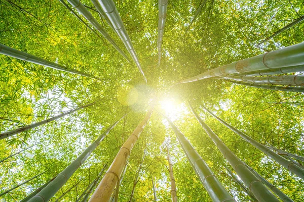 Looking Tree Tops Bamboo Forest Meditative Tranquil Scene — Stock Photo, Image