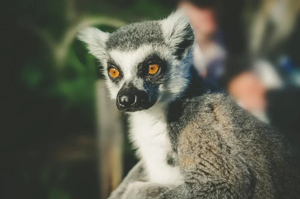 Ring Tailed Lemur Portret Wazige Achtergrond — Stockfoto