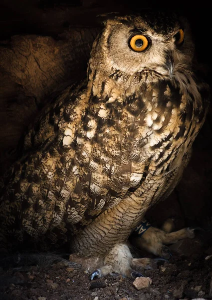 Eagle owl lookin intensely directly into the camera