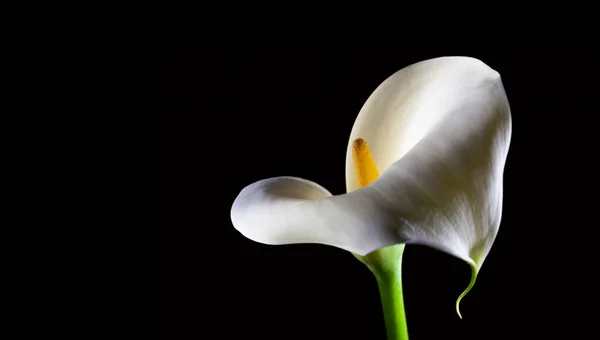 Calla Lily Closeup Isolated Black Copy Space — Stock Photo, Image