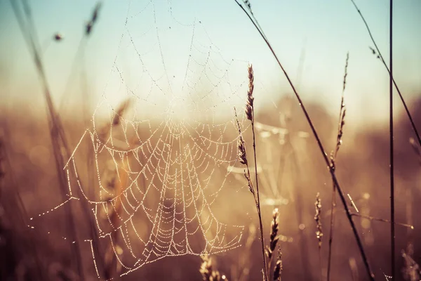 Sol Brilhando Brilhantemente Teia Aranha Com Gotas Orvalho Início Manhã — Fotografia de Stock