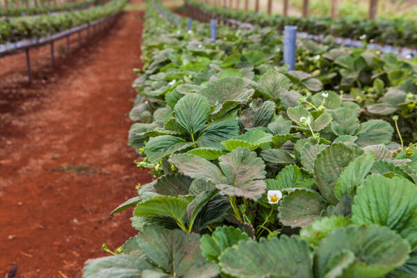 Closeup of strawberry plants growing in greenhouse. Shallow depth of field.