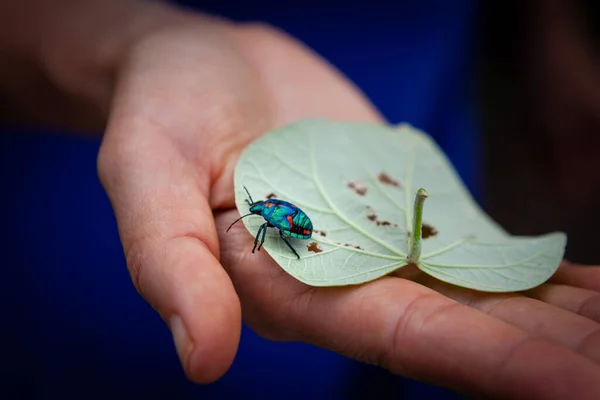 Nainen Tilalla Lehtiä Hibiscus Harlequin Bug Lähikuva — kuvapankkivalokuva