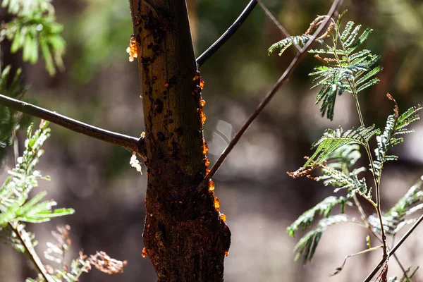 Χυμοί Δέντρων Στον Κορμό Δέντρων Στην Αυστραλία — Φωτογραφία Αρχείου