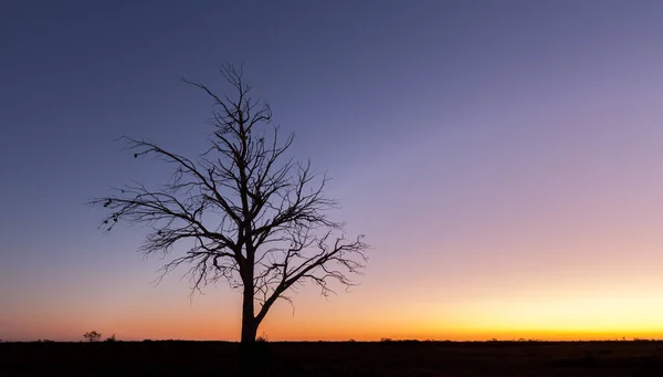 Silhueta Árvore Nua Solitária Entardecer Murray Sunset National Park Austrália — Fotografia de Stock