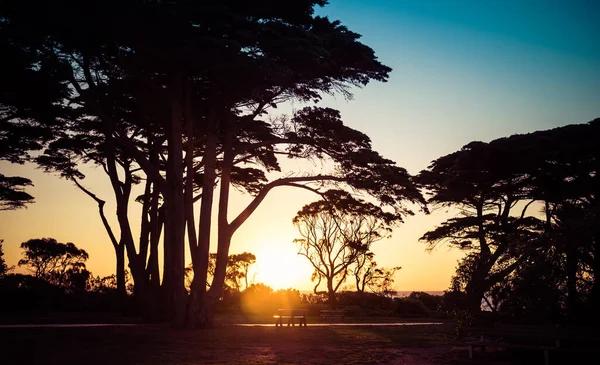 Tree silhouettes at sunset on seashore landscape