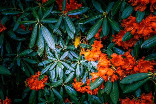 Hojas Rhododendron Flores Vívidas Fondo —  Fotos de Stock