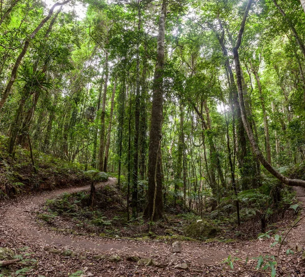 Queensland Avustralya Daki Güzel Yağmur Ormanlarında Patika Kıvrılır — Stok fotoğraf