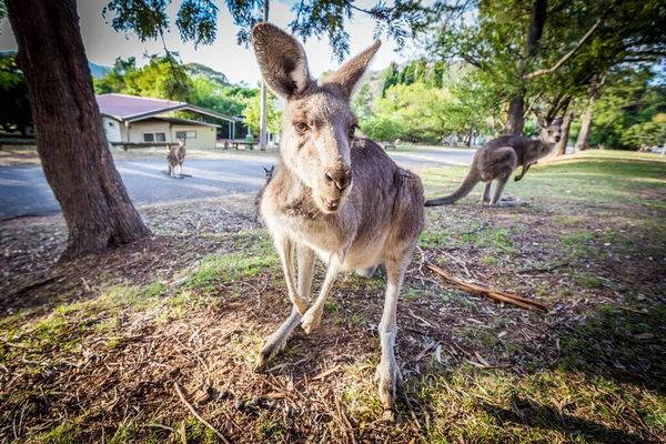 Kangguru Abu Abu Timur Yang Lapar Menunggu Makanan Saat Matahari — Stok Foto