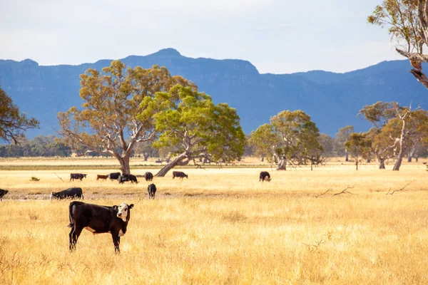 Black cow with white face standing in yellow grass with more cattle in the background - mountainous region of Grampians, Australia