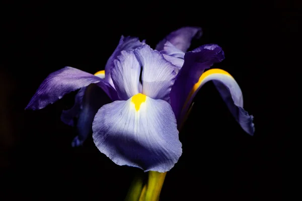 Extrême Gros Plan Pourpre Bleu Iris Tête Fleur Sur Noir — Photo