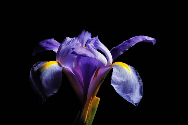 Cabeza Flor Iris Aislada Sobre Fondo Negro — Foto de Stock