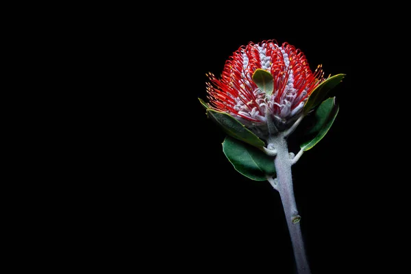 Madreselva Australiana Flor Silvestre Aislada Sobre Fondo Negro Con Espacio —  Fotos de Stock