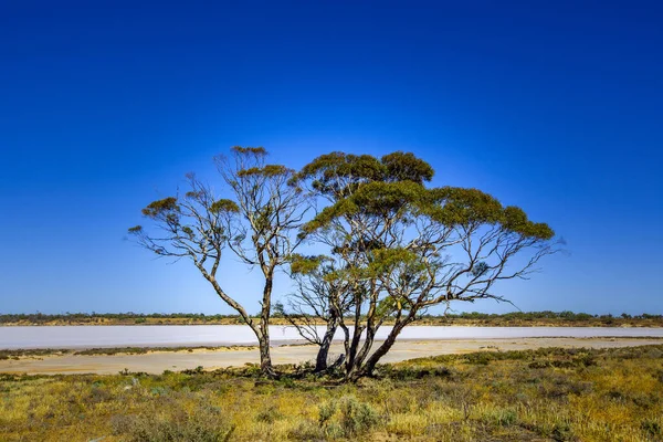 Arbustos Nativos Deserto Australiano Murray Sunset National Park Victoria Austrália — Fotografia de Stock