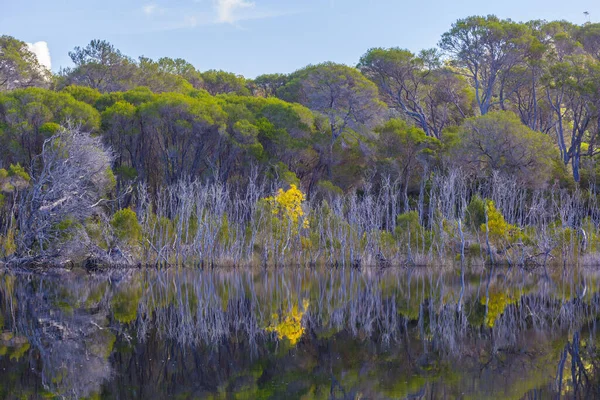 Γηγενή Αυστραλιανά Δέντρα Στις Όχθες Του Ποταμού Στο Εθνικό Πάρκο — Φωτογραφία Αρχείου