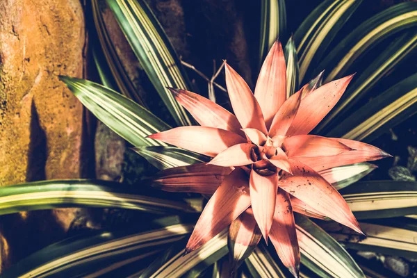 Prachtige Bromeliad Plant Bovenaanzicht Met Ondiepe Focus — Stockfoto
