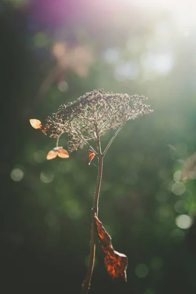 阳光照射在干燥的植物上 可持续的能源 浅水区深度 — 图库照片