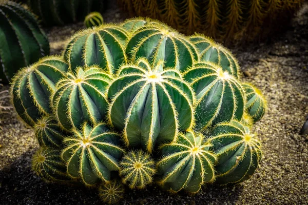 Cluster Van Desert Hedgehog Cactussen Wazige Achtergrond — Stockfoto