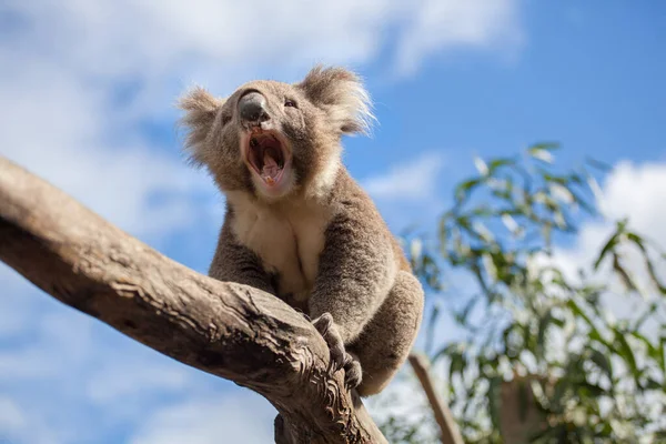 Potret Koala Duduk Dan Menguap Pada Cabang — Stok Foto