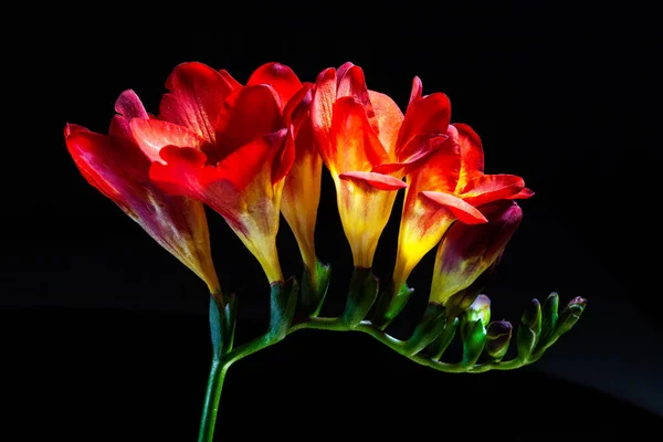 黒の背景に輝く赤いフリージアの花 — ストック写真