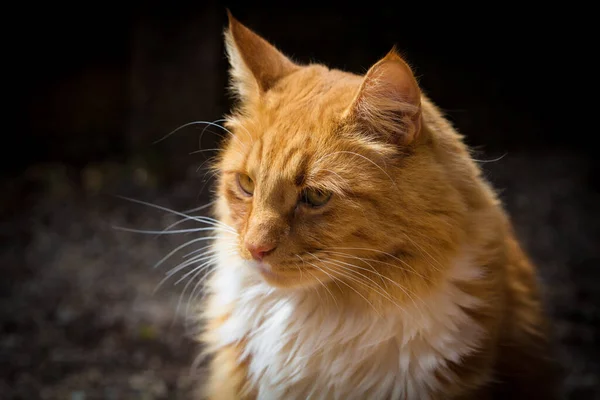 生姜猫肖像特写 — 图库照片