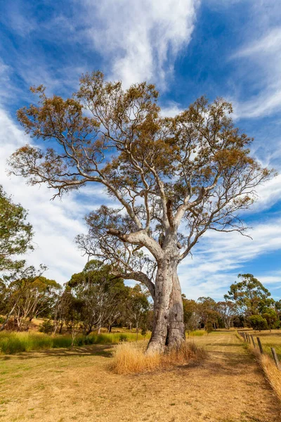 Indah Pohon Eukaliptus Tinggi Gambar Vertikal — Stok Foto