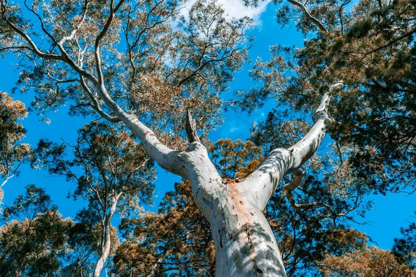 Vackra Inhemska Australiska Tuggummi Trädkronorna Och Blå Himmel — Stockfoto