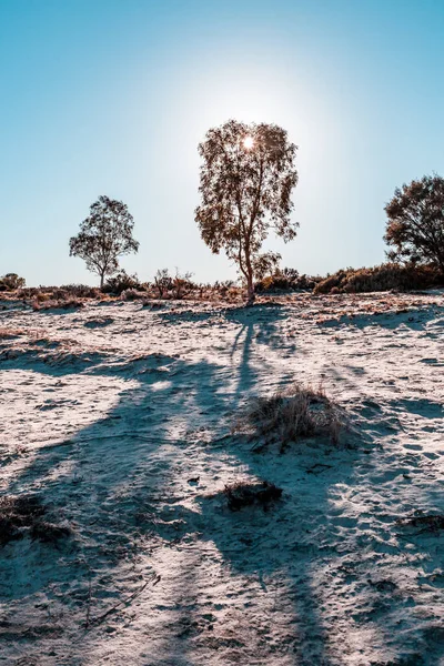 Sol Brilhando Através Árvores Nativas Sul Austrália Deixando Longas Sombras — Fotografia de Stock