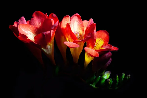 黒い背景に孤立して輝く赤いフリージアの花 — ストック写真