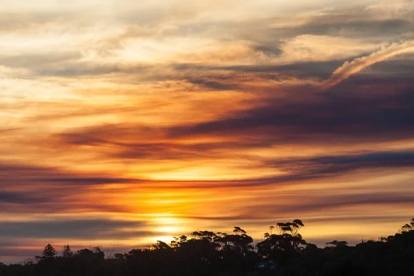 Hermoso Paisaje Atardecer Salvaje Con Siluetas Vegetación Costera Australiana Cielo — Foto de Stock