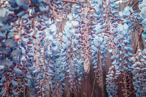 澳大利亚美丽的蓝花盛开 — 图库照片