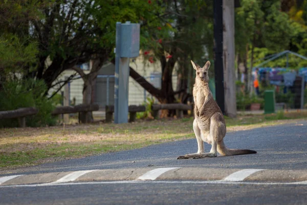 Kangguru Abu Abu Timur Berdiri Tegak Jalan — Stok Foto