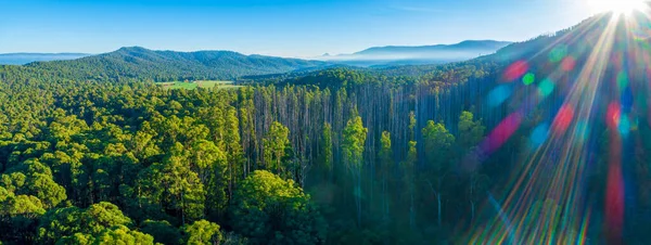 Εναέρια Πανόραμα Των Ιθαγενών Αυστραλιανό Δάσος Και Βουνά Marysville Victoria — Φωτογραφία Αρχείου