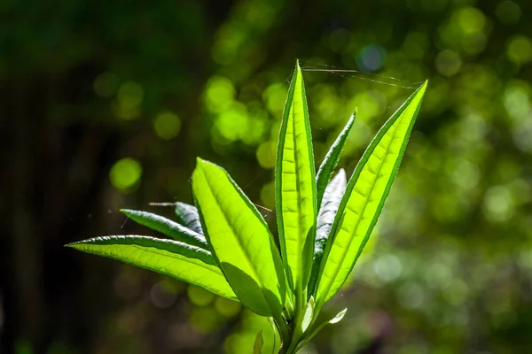 Hojas Rododendro Verde Vivo Luz Del Sol Brillante Sobre Fondo — Foto de Stock