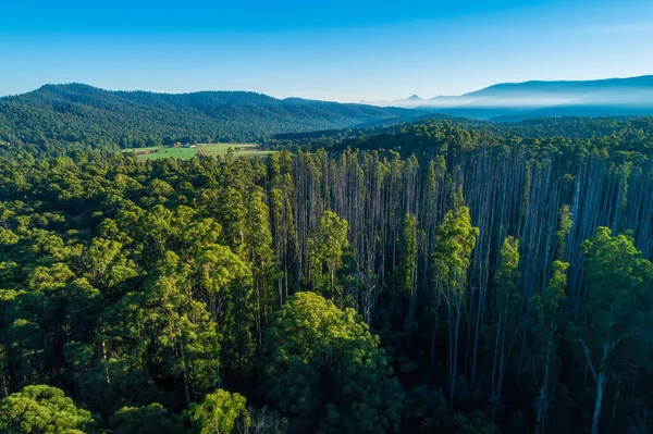 Όμορφο Δάσος Ευκαλύπτου Και Βουνά Κοντά Στο Marysville Victoria Αυστραλία — Φωτογραφία Αρχείου