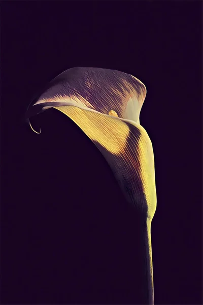 卡拉百合花的数码绘图 — 图库照片