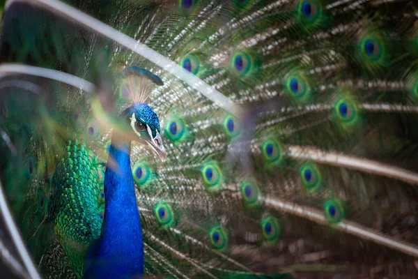 stock image Closeup of peacock showing his tail