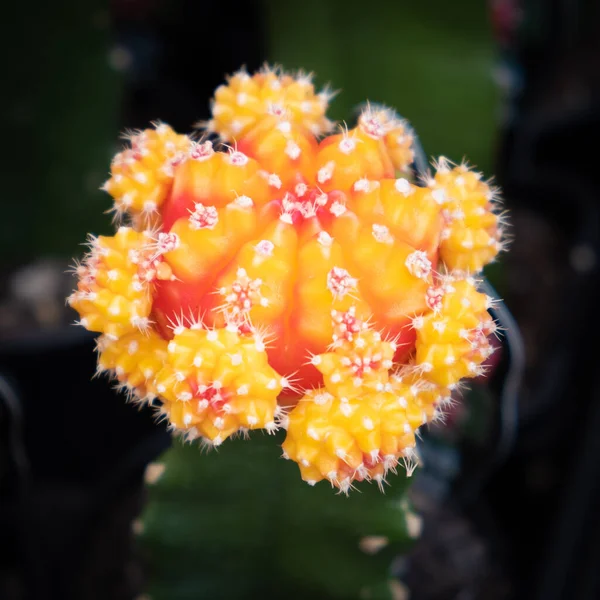 Hermoso Pequeño Cactus Decorativo Ruby Ball Primer Plano —  Fotos de Stock