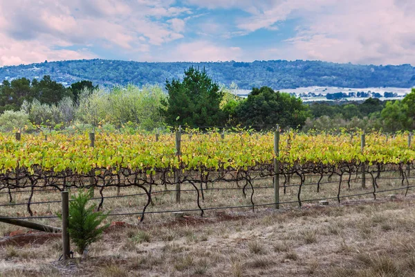 Filari Vigneto Wtih Campagna Sullo Sfondo — Foto Stock