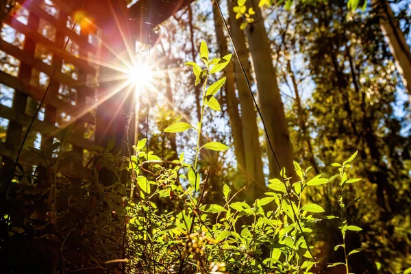 Bright Sunlight Shining Young Green Shoot Concept Renewable Energy — Stock Photo, Image