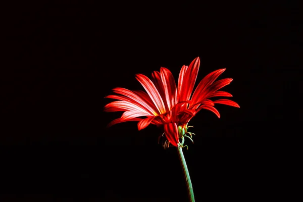 Rotes Gänseblümchen Isoliert Auf Schwarz Mit Kopierraum — Stockfoto