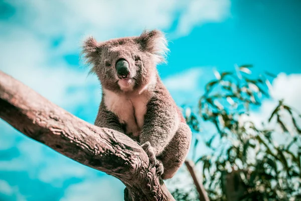 Porträt Von Koala Auf Einem Ast Sitzend — Stockfoto