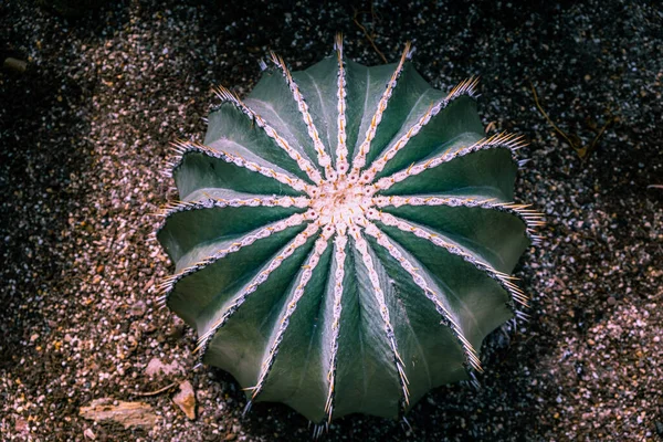 Pustynny Kaktus Jeż Zbliżenie — Zdjęcie stockowe