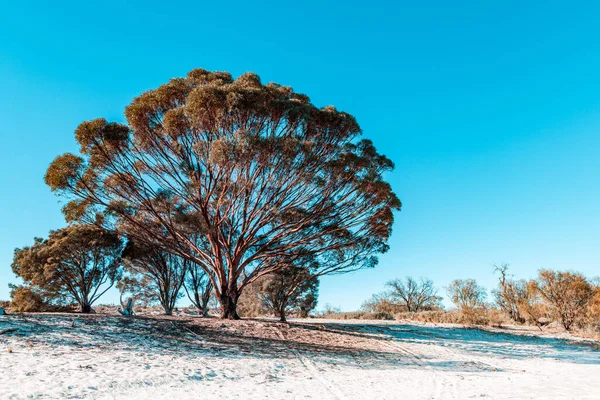 Schöner Ikonischer Kaugummibaum Südaustralien — Stockfoto